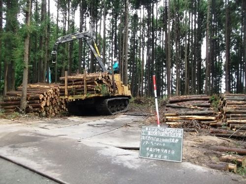 伐採工事の様子1