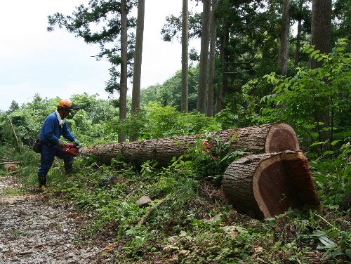 伐採作業